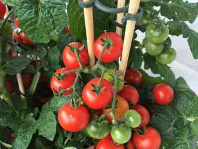 הטמפרטורה האופטימלית לגידול עגבניות