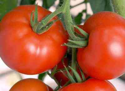 תיאור ומאפייני העגבנייה דה באראו