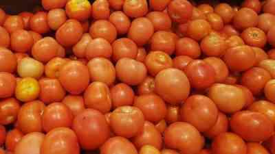 זנים אופייניים של עגבניות טורקי