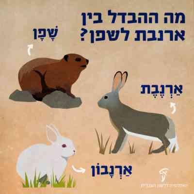 מה ההבדל בין ארנבת לארנב