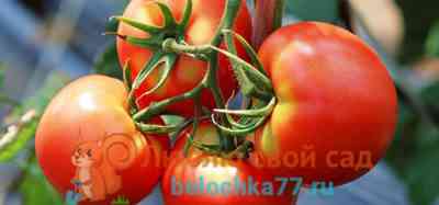 זנים אופייניים של עגבניות מתנה לאישה