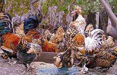 גידול תרנגולות פבלובסקי