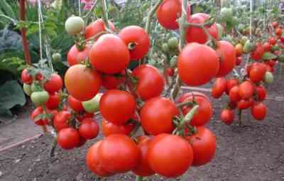 השימוש במי חמצן לעגבניות