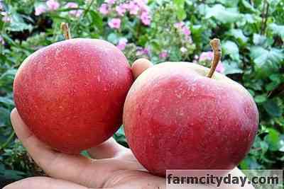 תיאור עגבניות זני תפוחים