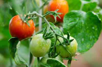 למה יכול להלבין עגבניות שתילים