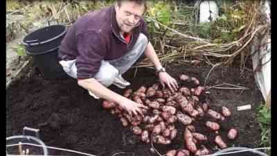 שיטות לגידול תפוחי אדמה מזרעים
