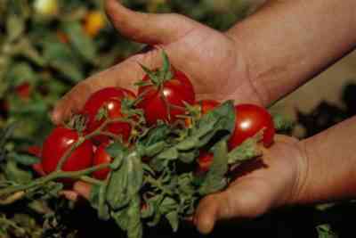 למה לא לפרוח עגבניות בחממה