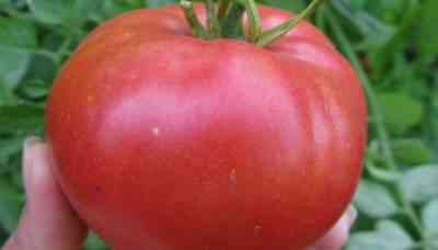 מאפייני זני העגבניות פטרוש אוגורודניק