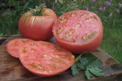 מאפייני מגוון העגבניות מיקדו פינק