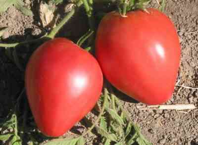 כללים לעיבוד עגבניות בשטח הפתוח
