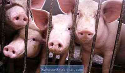 שיטות גידול חזירים בחווה