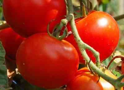 כיצד לבצע רוטב עליון עלים של עגבניות