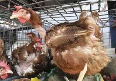 תסמינים ושיטות לטיפול בתולעים אצל תרנגולות