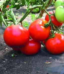 תיאור זני העגבניות סחלין