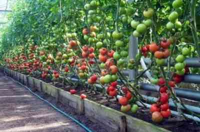 העיקרון של נטיעת עגבניות בחממה