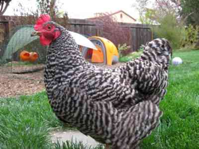 תכונות של תרנגולות פלימות רוק
