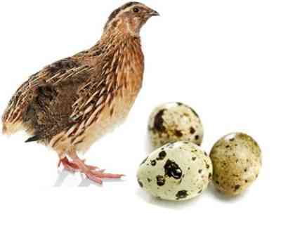 התועלת והפגיעה של ביצי שליו