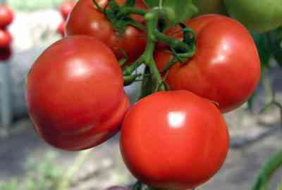 זנים אופייניים של עגבניות אולגה f1