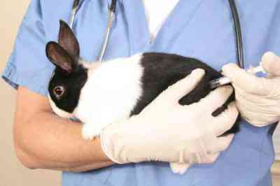 הוראות לחיסון Rabbivac V לשימוש בארנבים