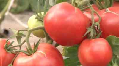 תיאור של עגבניות עגבניות