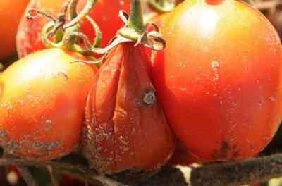 מניעה וטיפול של ריקבון אפור על עגבניות