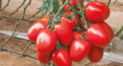 גידול עגבניות ומועיל