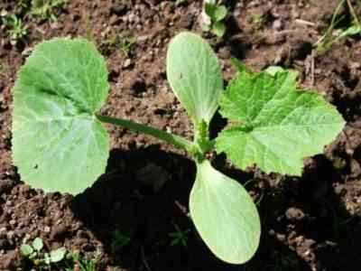 Euphorbia Laktey Kristata - איך לטפל בבית