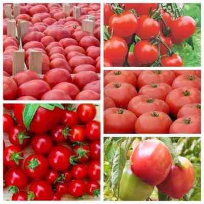 תיאור של זן העגבניות ויאגרה
