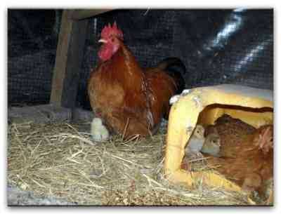 גידול תרנגולות בארץ למתחילים