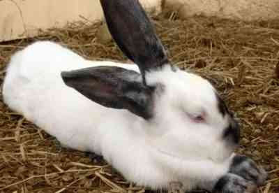 תסמינים של ליסטריוזיס אצל ארנבים ושיטות טיפול