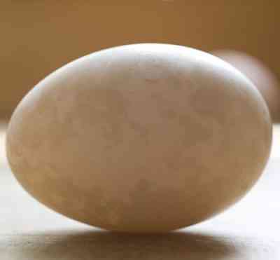 היתרונות והנזקים של ביצי ברווז