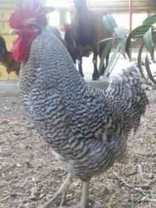 תרנגולות אוסטרלורפ - תכונות גידול