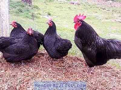 גזע של תרנגולות במוסקבה שחור