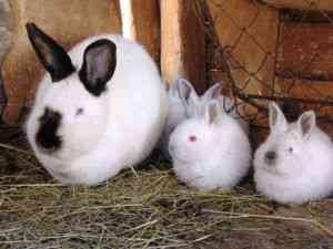 אילו גזעי ארנבים תואמים לגידול?