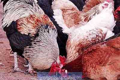 איזה הזנה מורכבת מתאימה ל תרנגולות