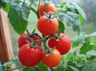 כללים לגיזום עגבניות בחממה