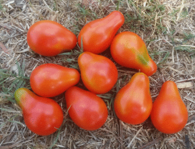 תיאור של עגבניה אגס אדום