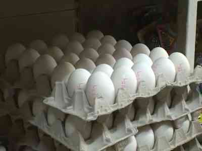 כמה אווז יושב על ביצים ולמה זה לא