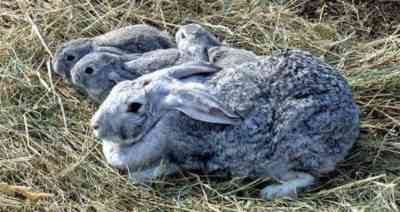 באיזה גיל ניתן לשמור ארנבות מאמהות ארנבות?