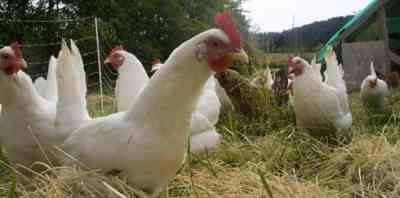 גורמי נוצות בתרנגולות ושיטות טיפול