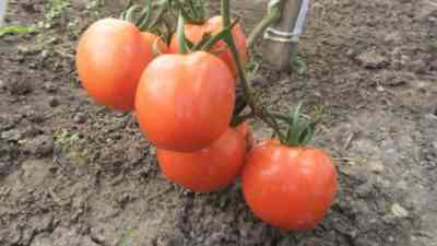 מאפייני מגוון העגבניות ענקית אוראל