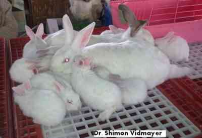 מחלות שכיחות של ארנבי נוי