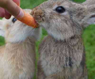 מה אוכלים ארנבים בטבע?