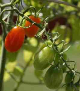 מאפייני עגבניות ריו גרנדה