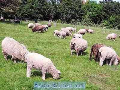 גידול כבשים כעסק