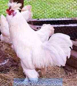 גזע בשר ביצה של תרנגולות לגוון