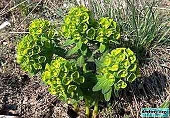 Pallas Euphorbia - תכונות מועילות