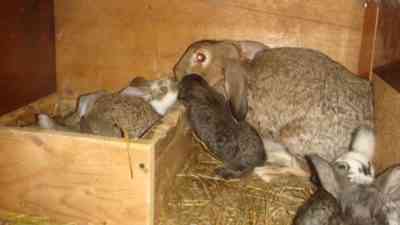 כיצד להאכיל באופן עצמאי ארנבים שזה עתה נולדו בלי ארנבות של אמא