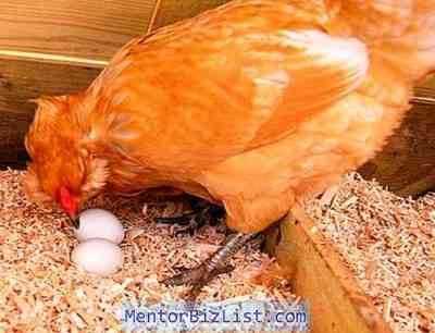 המלצות לשמירת תרנגולות מטילות בכלובים