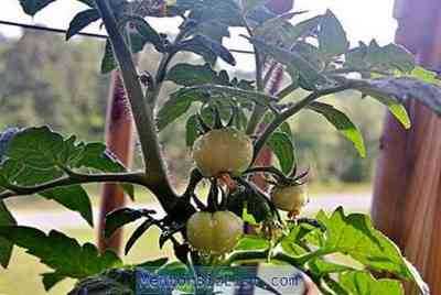 מאפייני זני העגבניות Moskvich